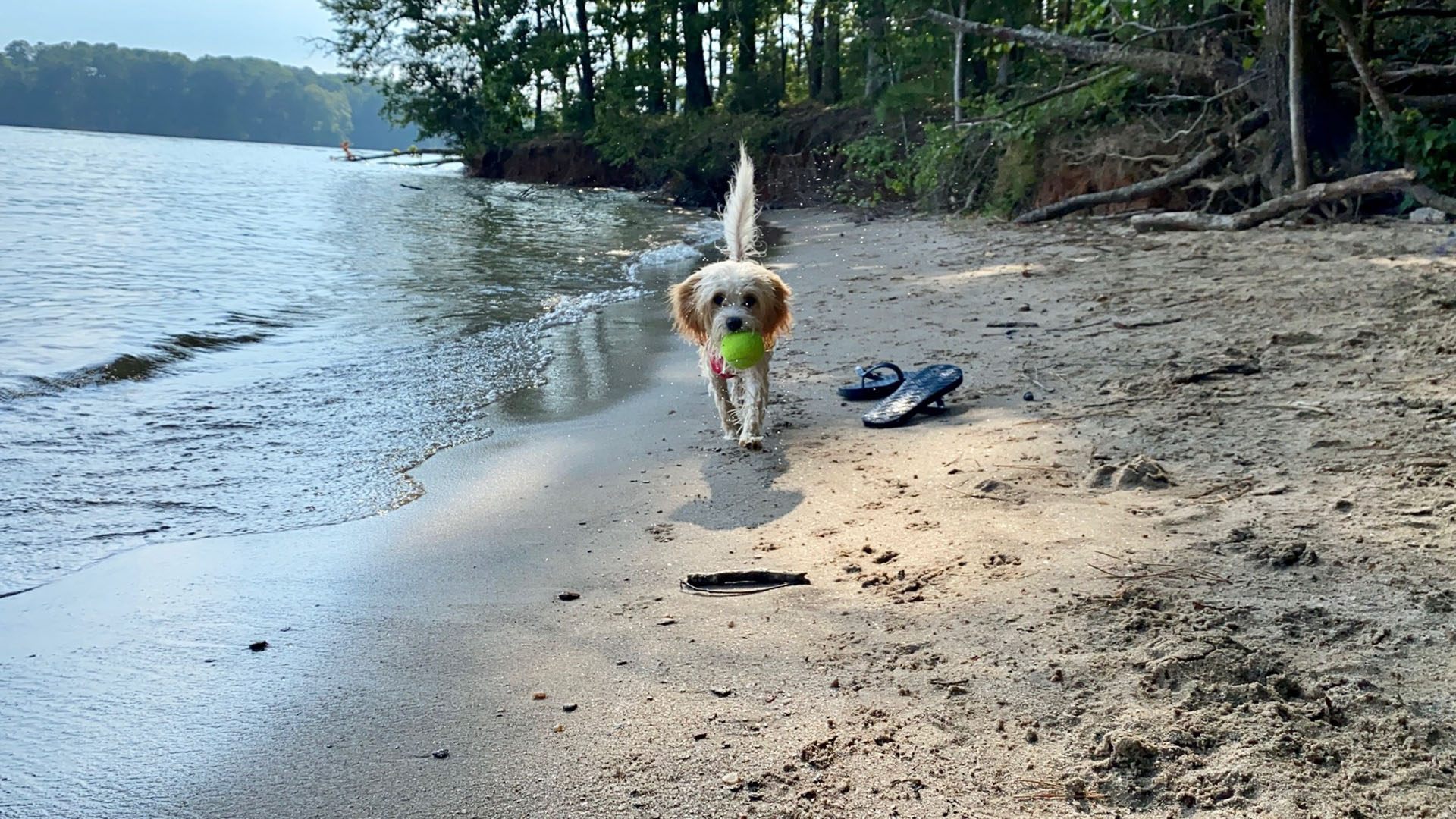 Dog playing on the beach at Lake Lanier