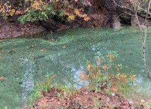 Algae in Lake Lanier