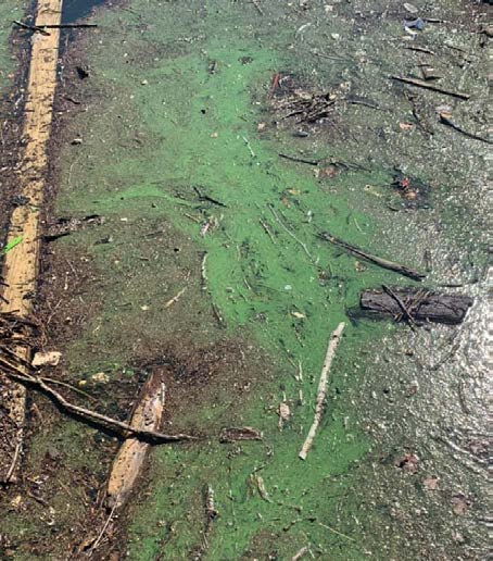 Blue Green Algae in Lake Lanier