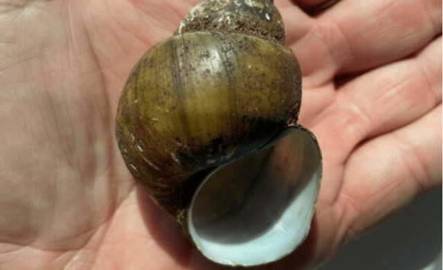 Thumbnail for the article How To Report Mystery Snails in Lake Lanier